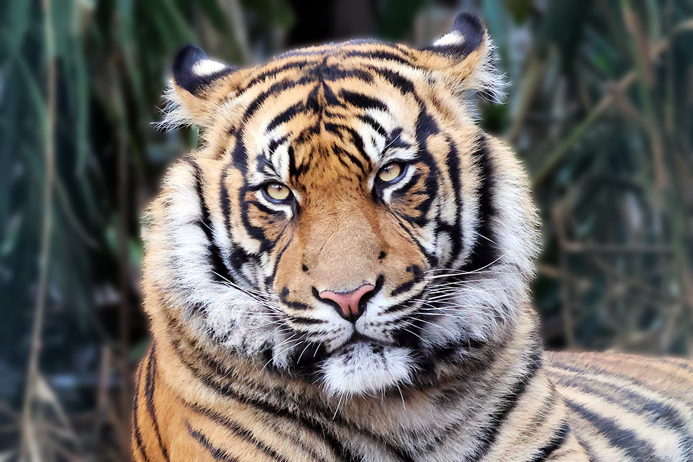 Tigerportrait