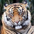 Tigerportrait