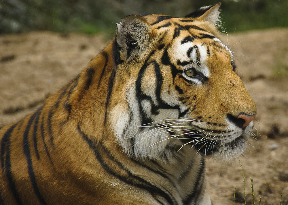 Tigerportrait