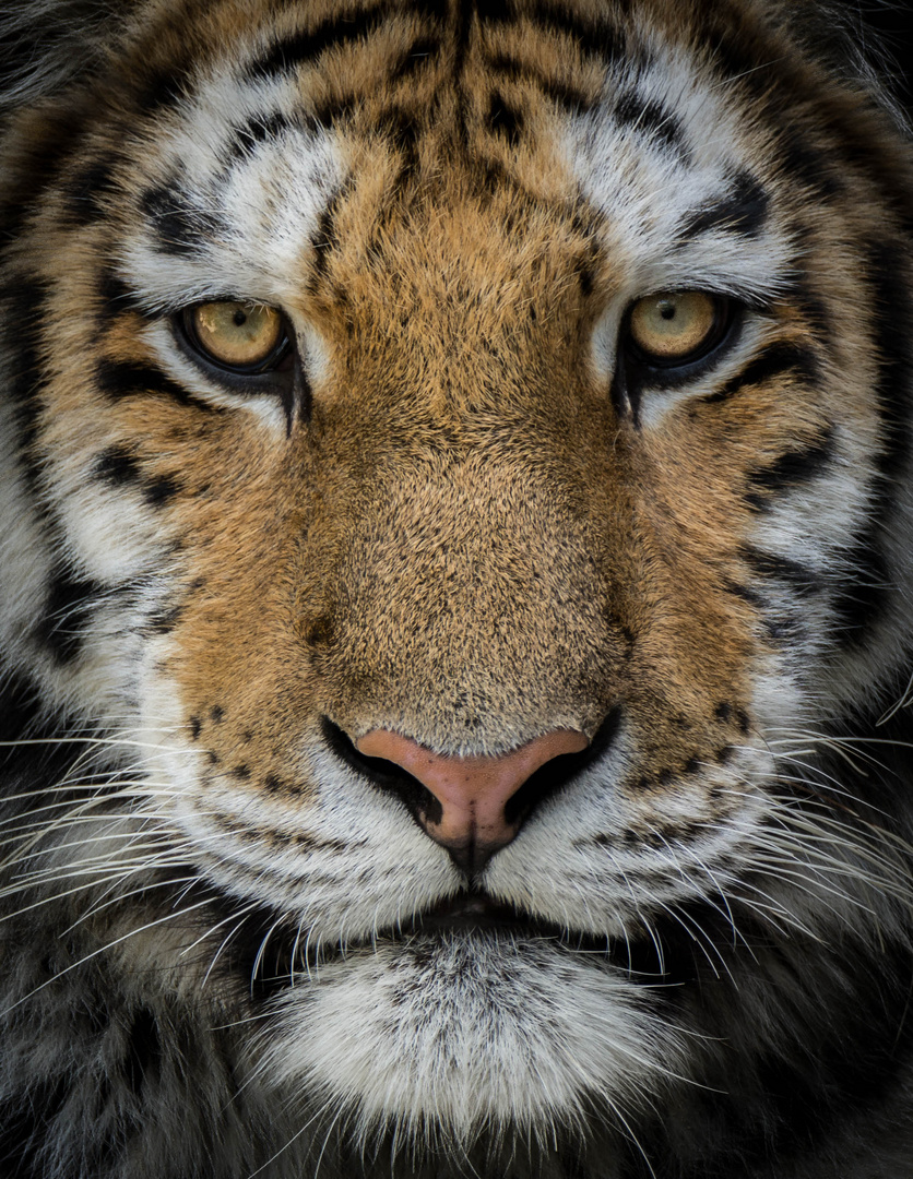 Tigerportrait