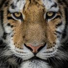 Tigerportrait