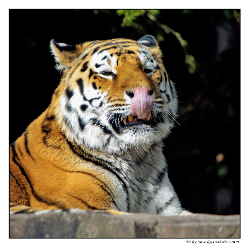 Tigerportrait