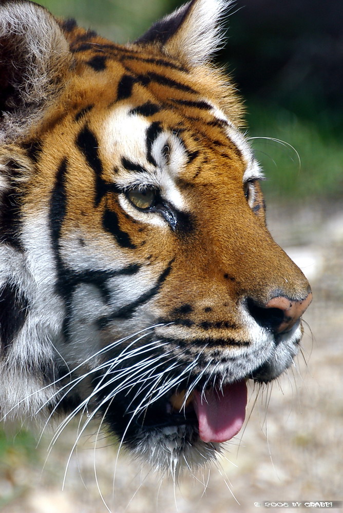 Tigerportrait