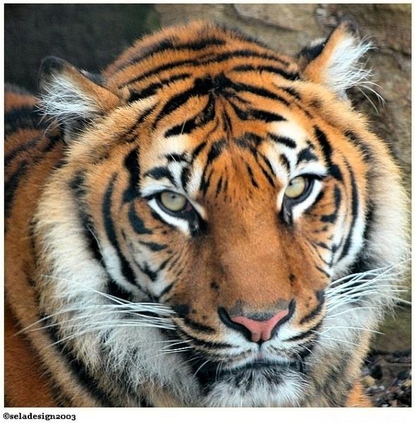 Tigerportrait