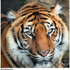 Tigerportrait