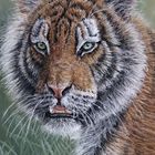 Tigerportrait