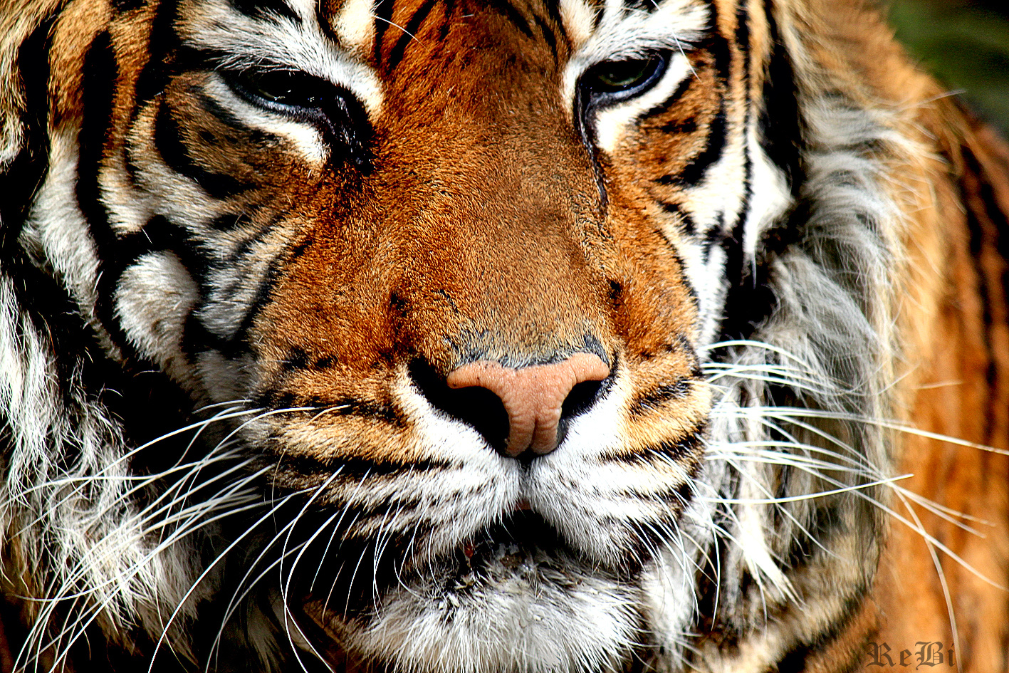 Tigerportrait