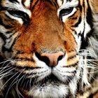 Tigerportrait