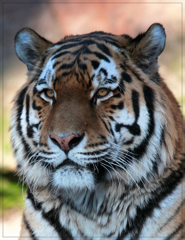 Tigerportrait