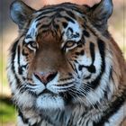 Tigerportrait