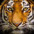 Tigerportrait