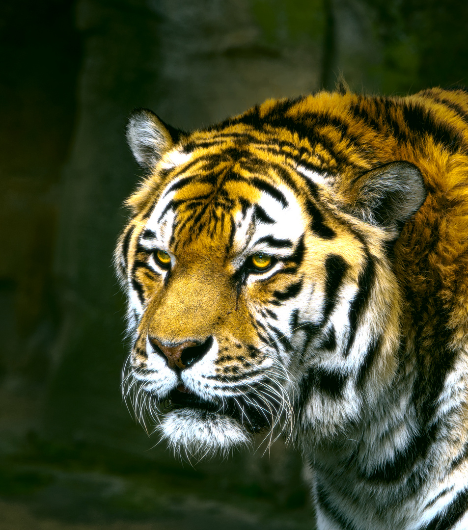 Tigerportrait aus dem Zoo Leipzig