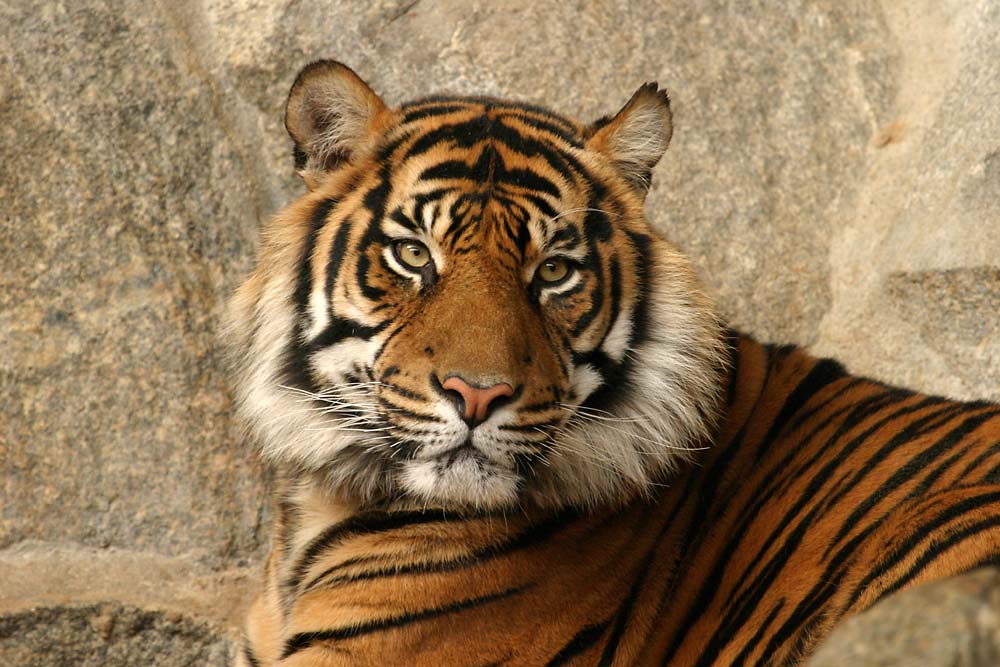 Tigerportrait