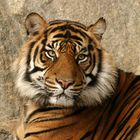 Tigerportrait