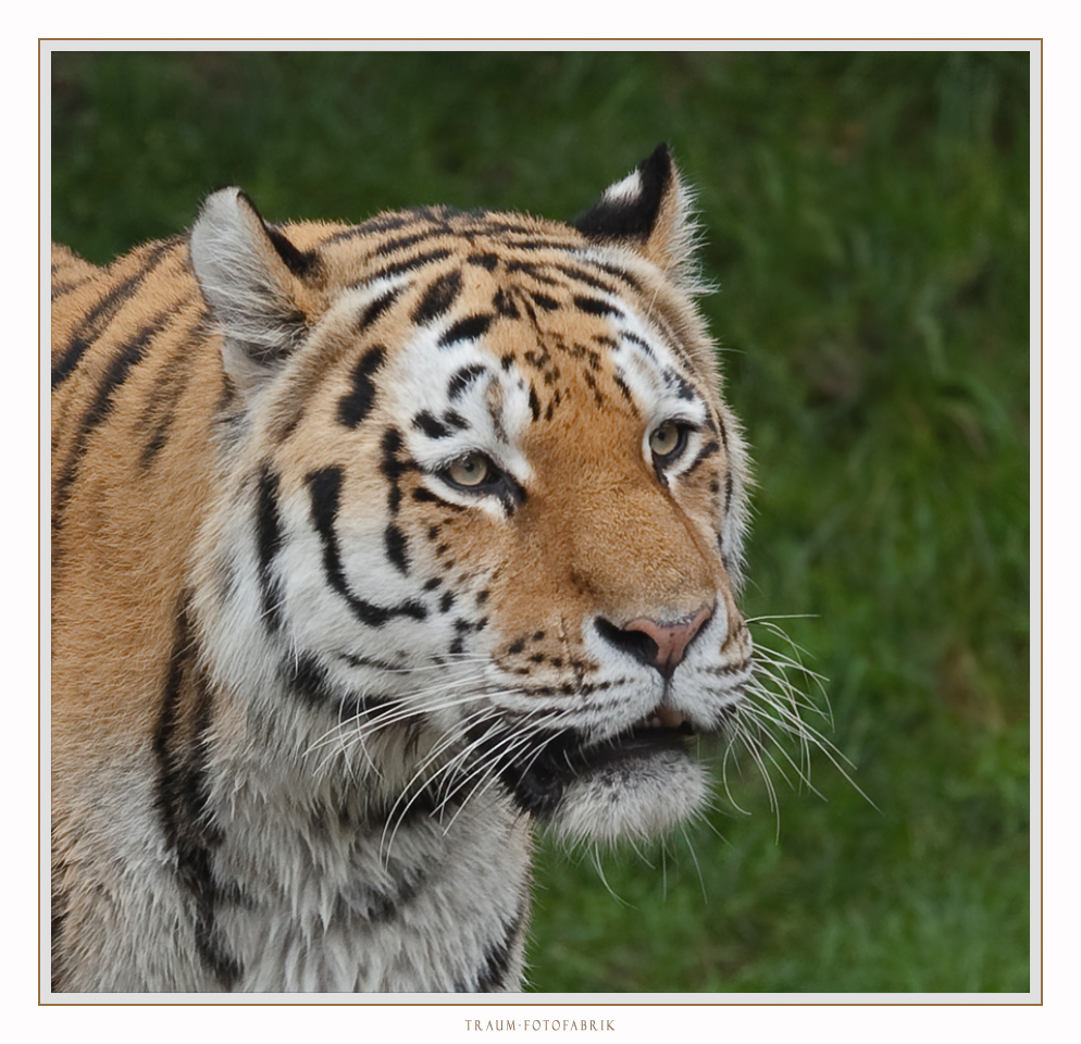 Tigerportrait