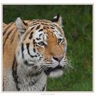 Tigerportrait