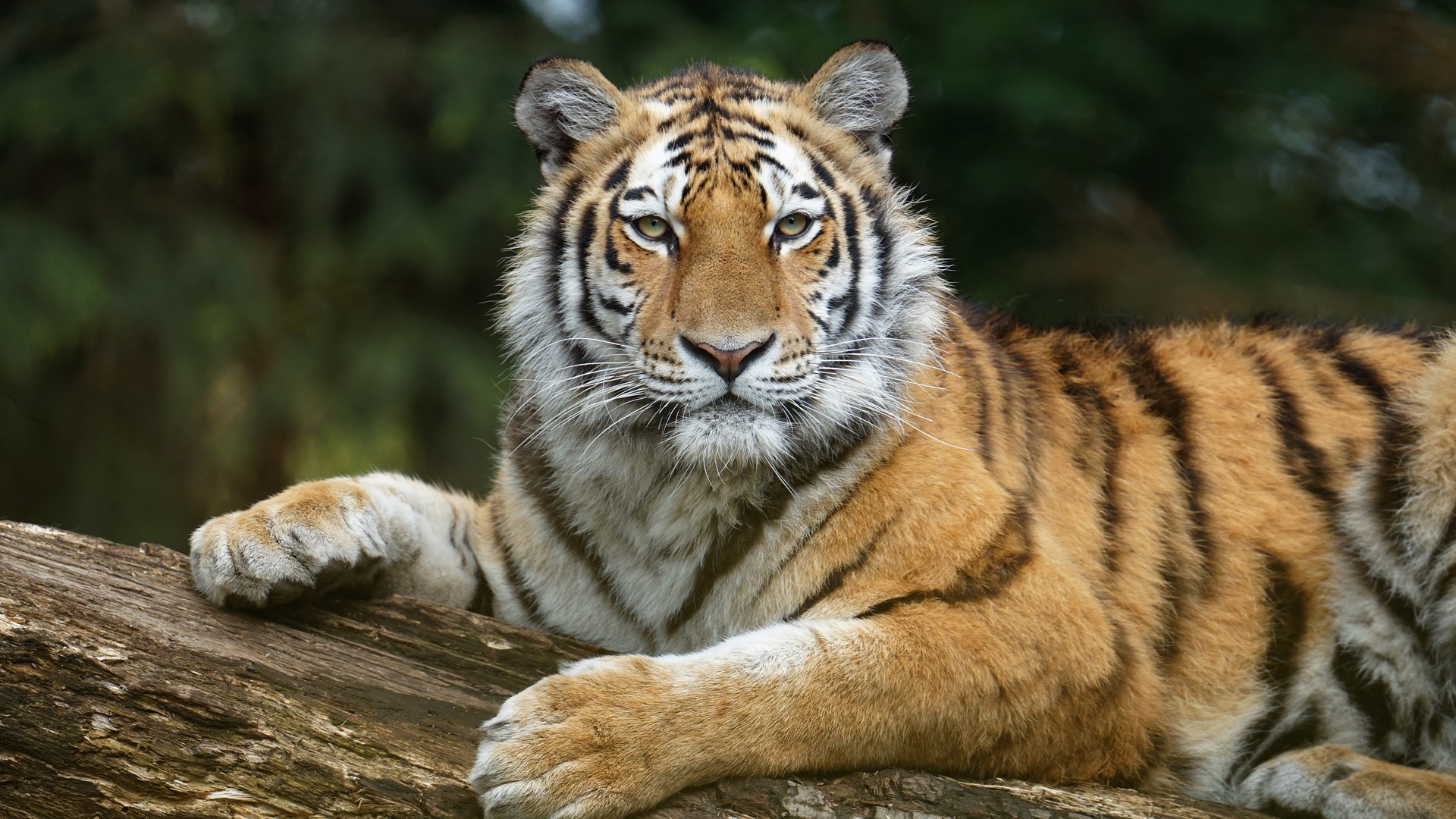 Tigerportrait