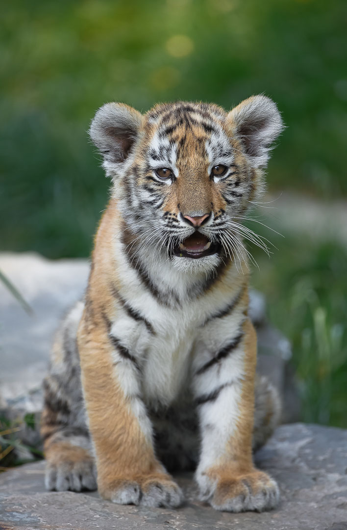 Tigerportrait