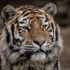 Tigerportrait