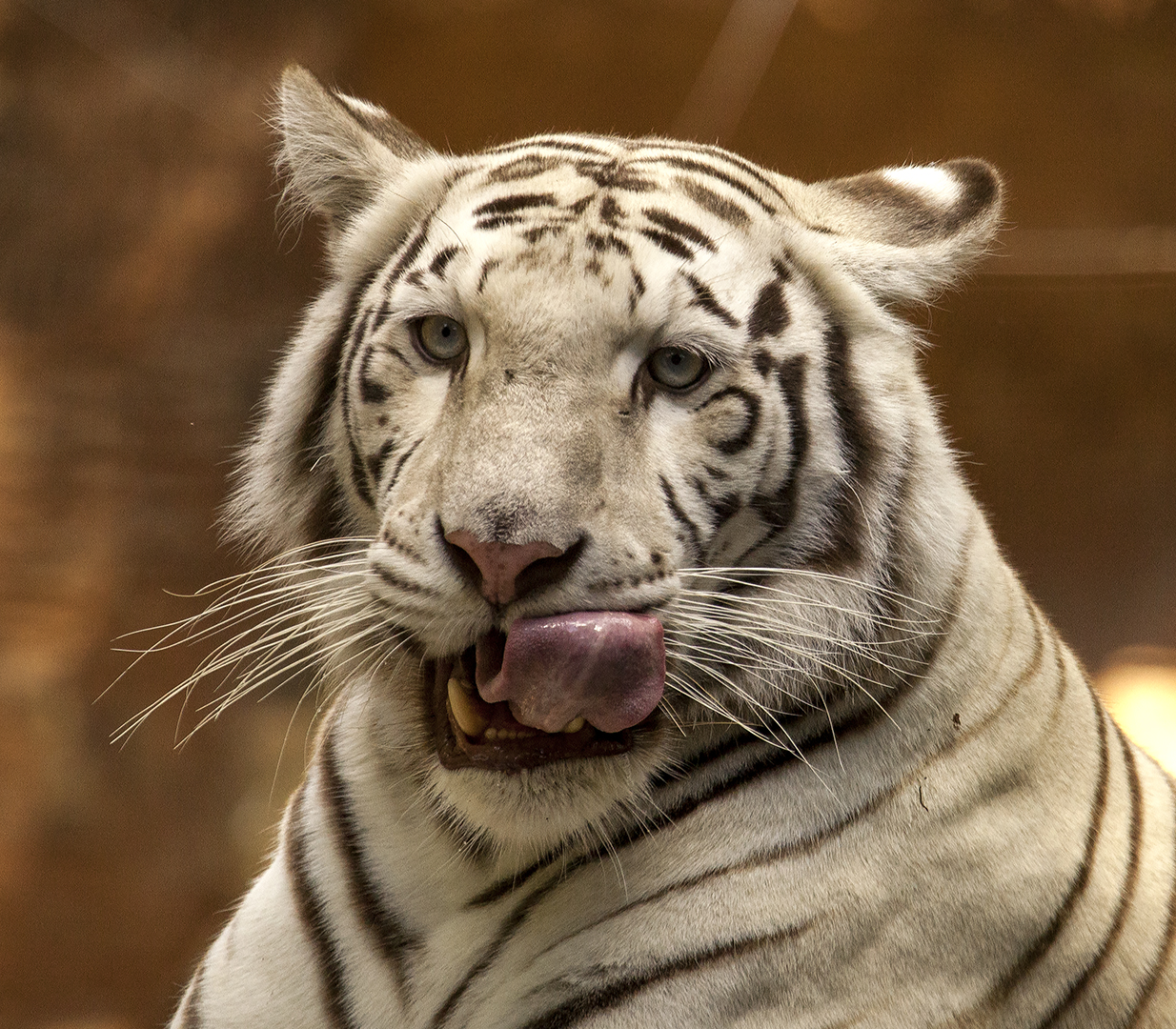 Tigerportrait 