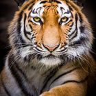 Tigerportrait