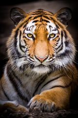 Tigerportrait