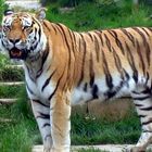 Tigerportrait im Zoo Hannover