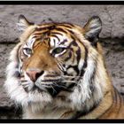 Tigerportrait im Zoo von Barcelona