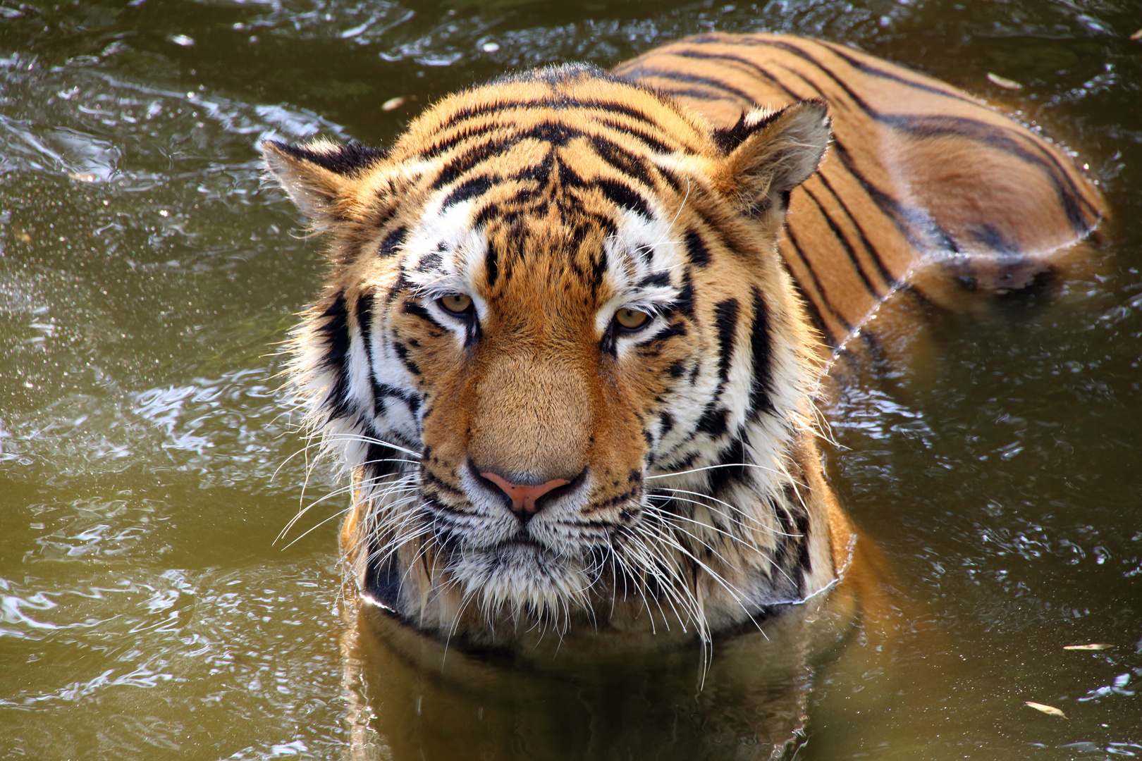 Tigerportrait - Kölner Zoo