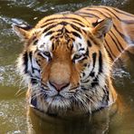 Tigerportrait - Kölner Zoo