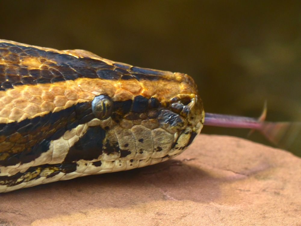 Tigerpython Foto & Bild | tiere, tierdetails, natur Bilder auf ...