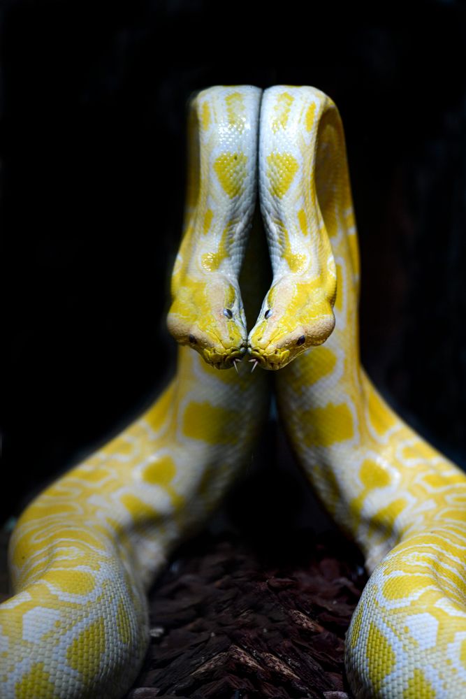 Tigerpython Foto & Bild | tiere, natur, tier Bilder auf fotocommunity