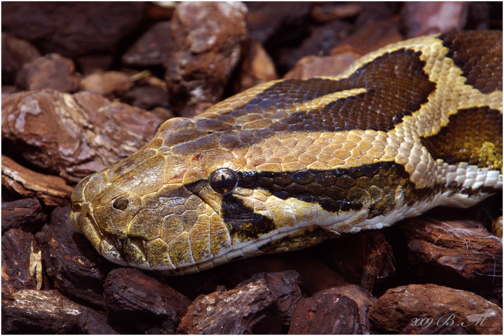 Tigerpython Foto & Bild tiere, zoo, wildpark & falknerei, amphibien