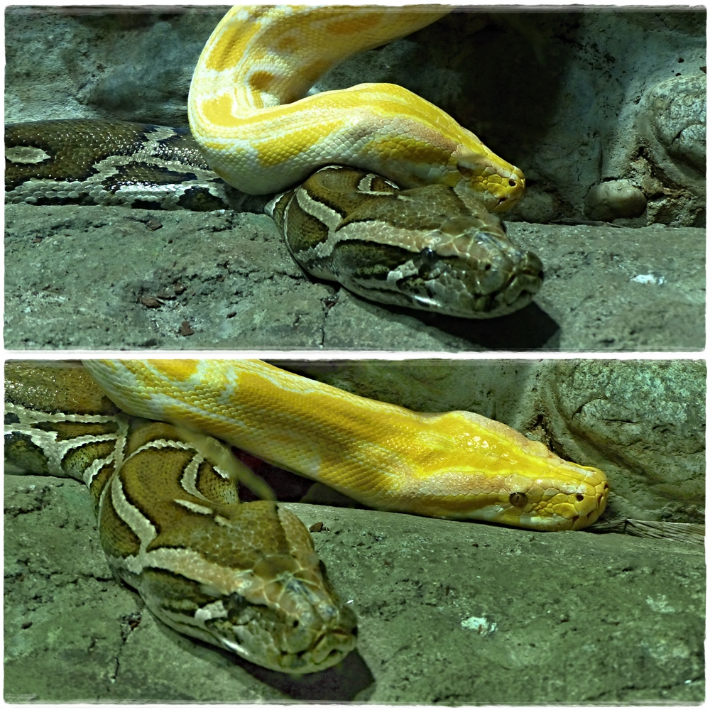 Tigerpython