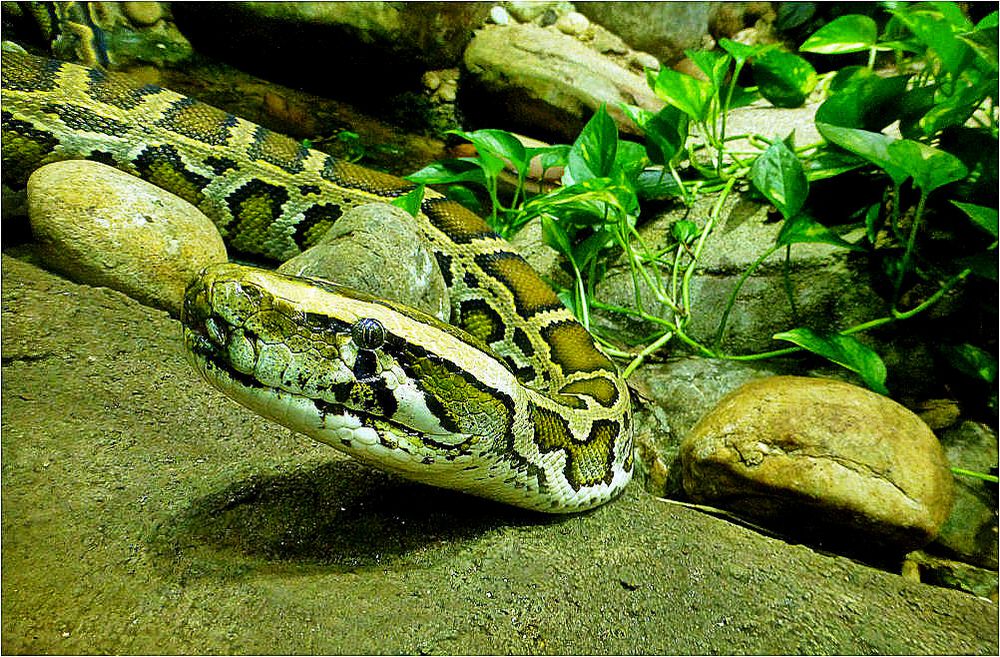 Tigerpython Foto & Bild tiere, zoo, wildpark & falknerei, amphibien
