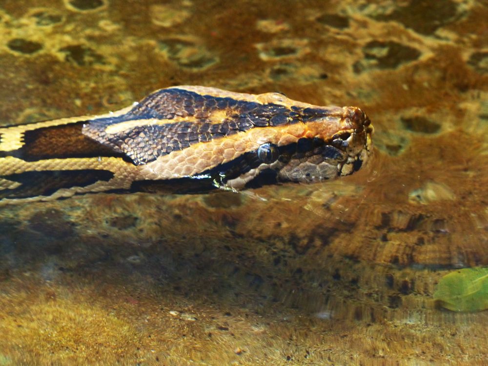 Tigerpython Foto & Bild | tiere, zoo, wildpark & falknerei, amphibien ...