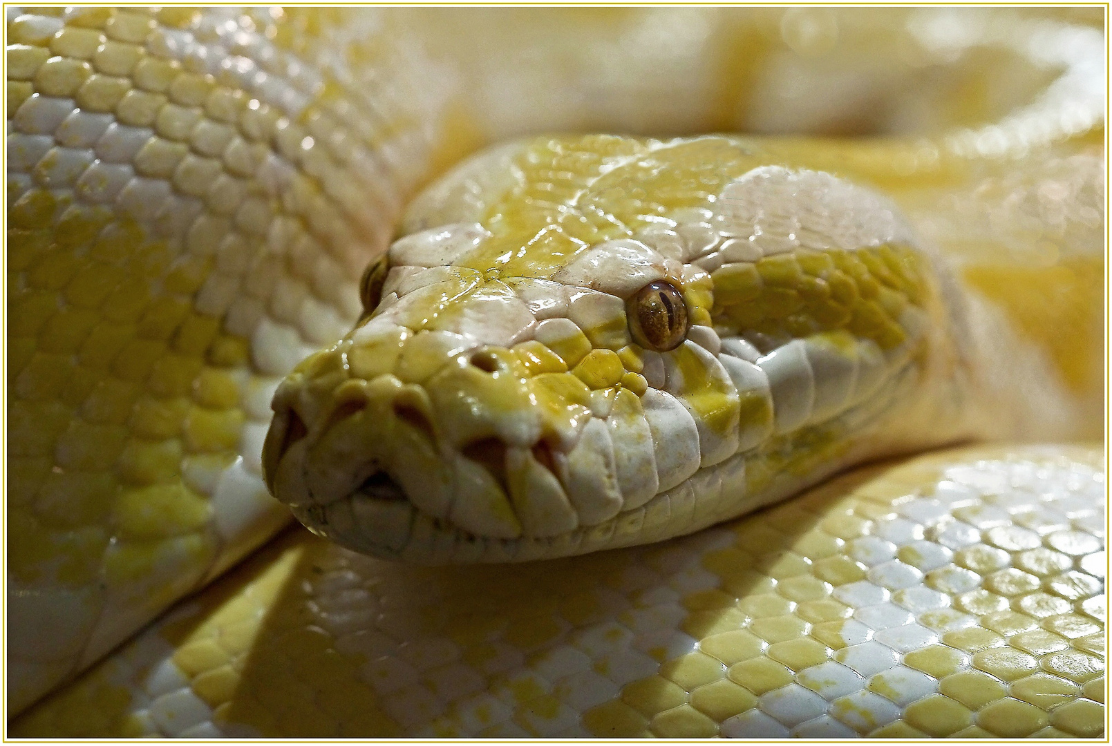 Tigerpython Albert Foto & Bild | tiere, zoo, wildpark & falknerei ...