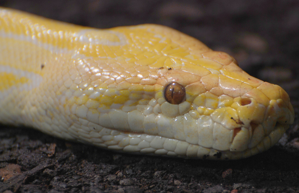 Tigerpython (albino)