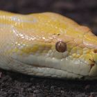 Tigerpython (albino)