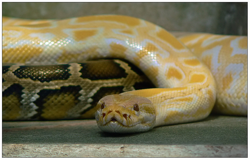 Tigerpython (Albino)