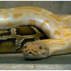 Tigerpython (Albino)