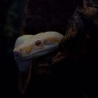 Tigerpython Albino