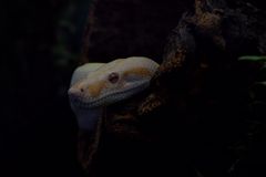 Tigerpython Albino