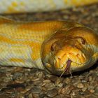 Tigerpython Albino (+Tierinfo)