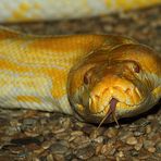 Tigerpython Albino (+Tierinfo)