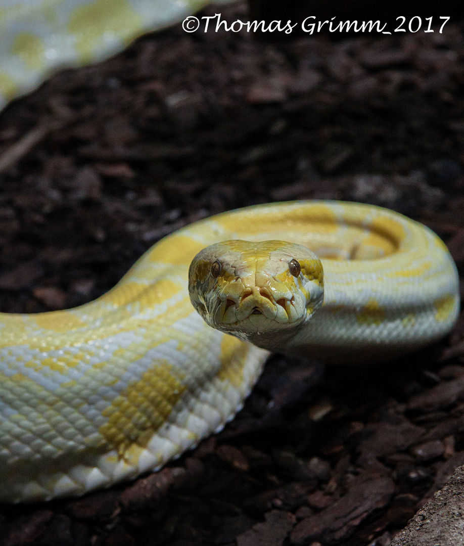 Tigerpython Foto & Bild tiere, wildlife, amphibien & reptilien Bilder