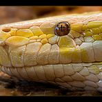 Tigerpython in albinotischer Form -Python molurus bivittatus-