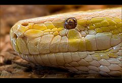 Tigerpython in albinotischer Form -Python molurus bivittatus-