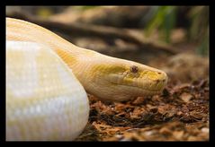 Tigerpython in albinotischer Form -Python molurus bivittatus-