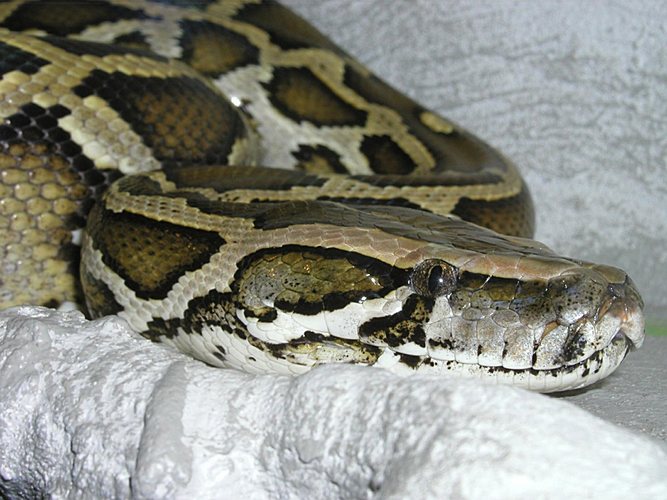 Tigerpython - Python molurus bivittatus